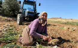 Kastamonu Taşköprü sarımsağında hasat periyodu