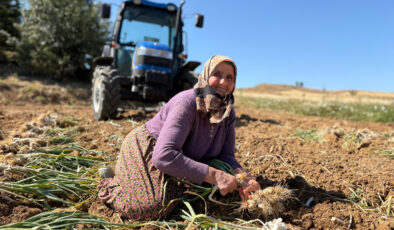 Kastamonu Taşköprü sarımsağında hasat periyodu