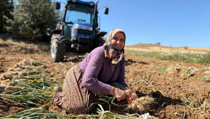 Kastamonu Taşköprü sarımsağında hasat periyodu