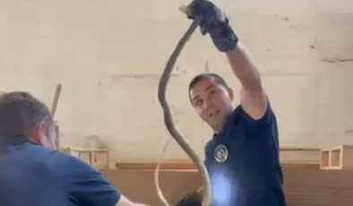 Kastamonu’da bir fabrikada yılan paniği