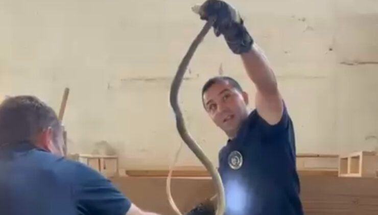 Kastamonu’da bir fabrikada yılan paniği