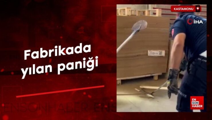 Kastamonu’da fabrikada yılan paniği