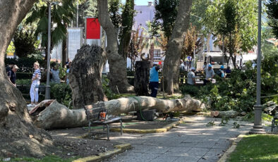Kocaeli’de ağaçtan kopan kol, 3 kişinin üzerine düştü