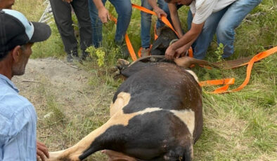 Kocaeli’de defineciler kuyu kazdı: Hamile inek içine düştü