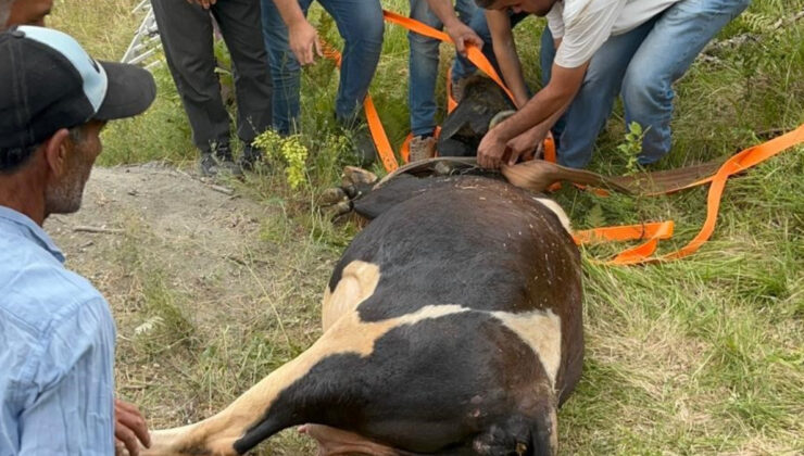 Kocaeli’de defineciler kuyu kazdı: Hamile inek içine düştü