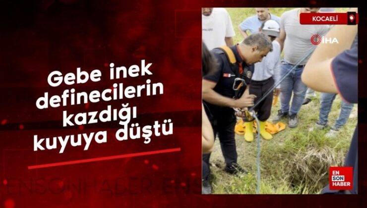 Kocaeli’de  Hamile inek definecilerin kazdığı kuyuya düştü