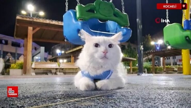 Kocaeli’de her yerde kayıp kedisini arıyor: Bulana 10 bin tl ödül