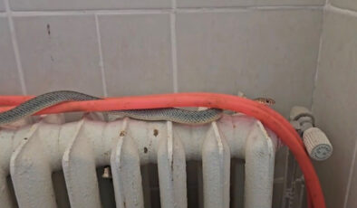 Kütahya’da restoran tuvaletindeki yılan korkuttu