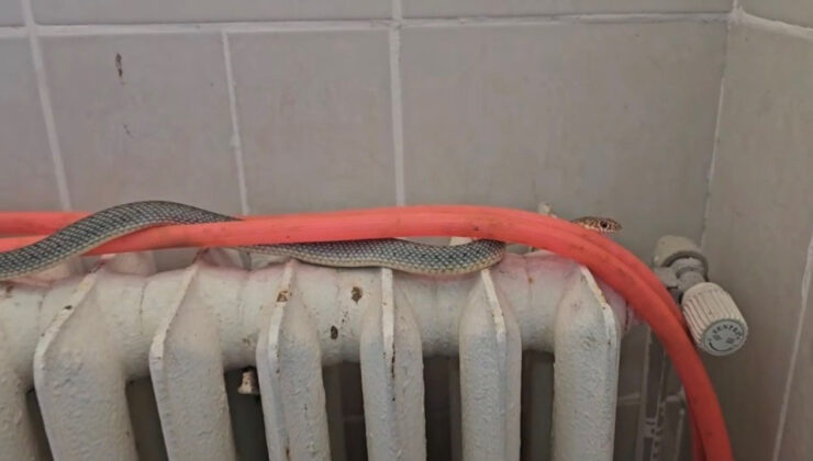 Kütahya’da restoran tuvaletindeki yılan korkuttu