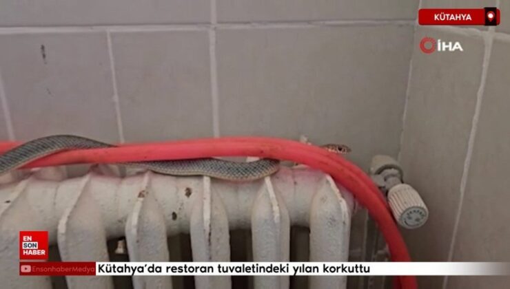 Kütahya’da restoran tuvaletindeki yılan korkuttu