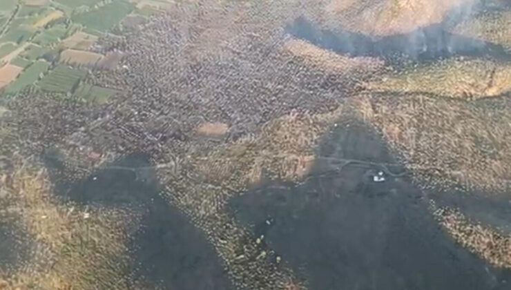 Milas’taki zeytinlik yangını 12 saatte denetim altına alındı