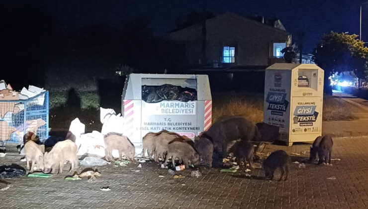 Muğla’da Marmaris Belediyesi’nin ihmali yaban domuzlarını kente doldurdu