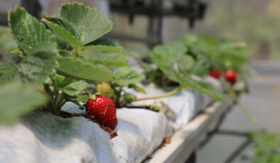 Ne toprak var, ne saksı! Bu çilekler damak çatlatıyor…