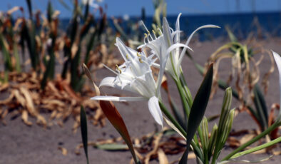 Sakarya’da bulunan kum zambaklarını koparmak cep yakıyor