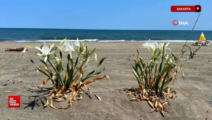 Sakarya’da hoşluğuyla mest ediyor koparması cüzdanı yakıyor