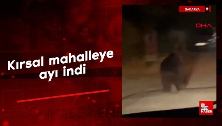 Sakarya’da kırsal mahalleye inen ayı görüntülendi