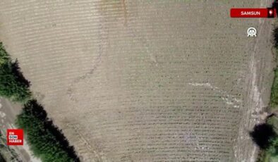 Samsun’da su kanallarının taşması sonucu tarım yerleri ziyan gördü