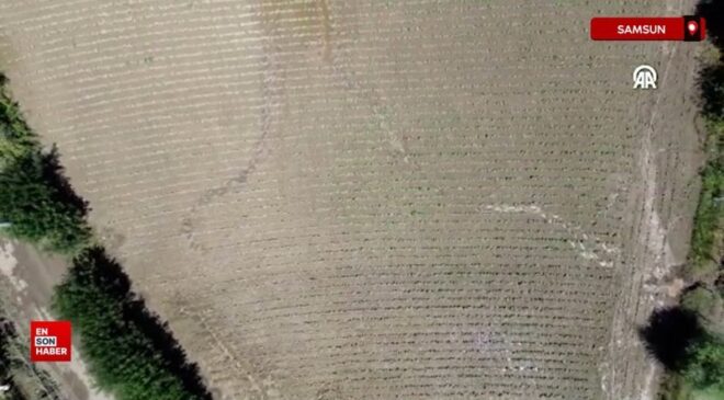 Samsun’da su kanallarının taşması sonucu tarım yerleri ziyan gördü