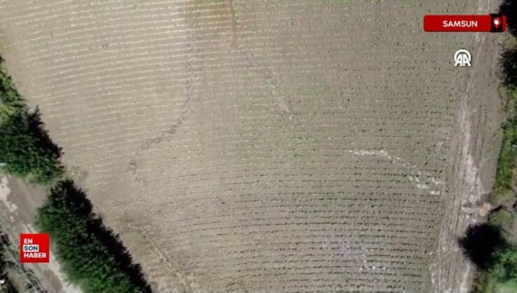 Samsun’da su kanallarının taşması sonucu tarım yerleri ziyan gördü