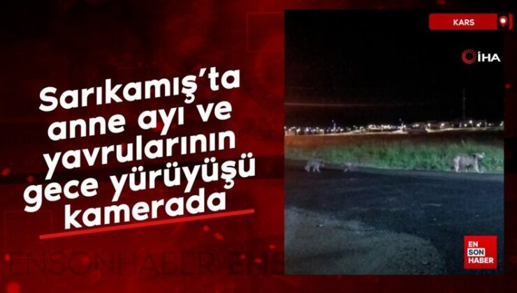Sarıkamış’ta anne ayı ve yavrularının gece yürüyüşü kamerada