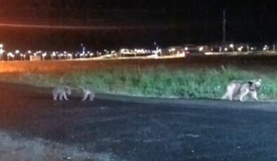 Sarıkamış’ta sıcak imajlar: Anne ayı ve iki yavrusu gezintiye çıktı