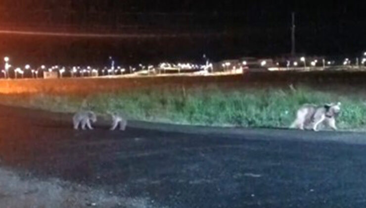 Sarıkamış’ta sıcak imajlar: Anne ayı ve iki yavrusu gezintiye çıktı