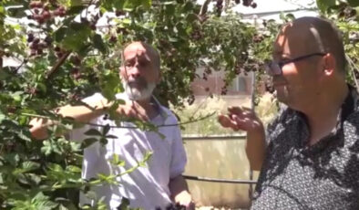 Siirt’te engelli bireylerden böğürtlen hasat şöleni