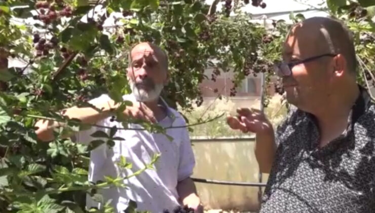 Siirt’te engelli bireylerden böğürtlen hasat şöleni