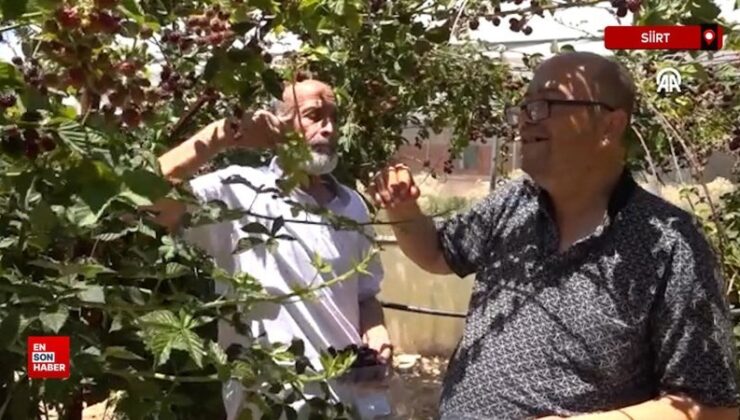 Siirt’te özel bireyler hobi bahçesinde yetiştirdikleri böğürtlenlerin hasadını yaptı