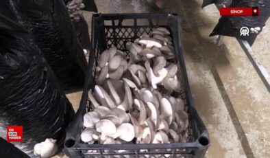 Sinop’ta 16 bayan, kurdukları tesiste mantar üretimine başladı