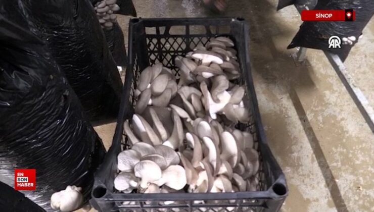 Sinop’ta 16 bayan, kurdukları tesiste mantar üretimine başladı