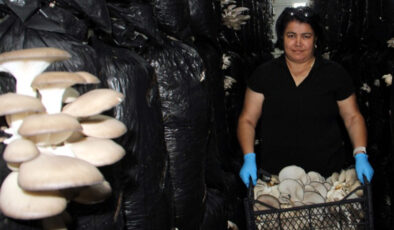 Sinop’ta 16 bayan, ‘yapamazlar’ algısını yıktı, birinci hasatta 7 ton mantar üretti