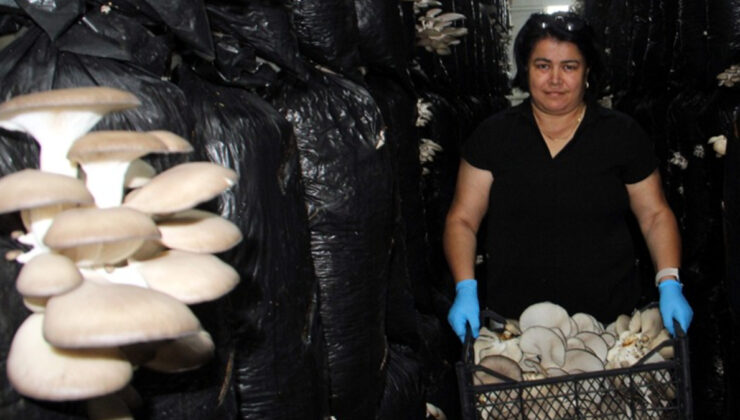 Sinop’ta 16 bayan, ‘yapamazlar’ algısını yıktı, birinci hasatta 7 ton mantar üretti