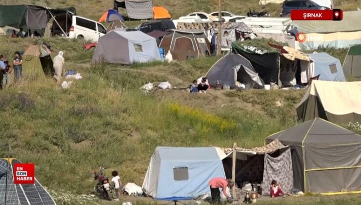 Şırnak’ta kuzu kırkma şenliği başladı