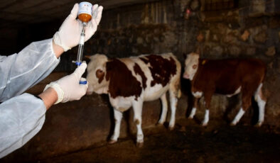 Tarım ve Orman Bakanlığı, şap aşılarının yetersiz olduğu tezini yalanladı