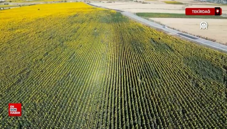 Tekirdağ’da “gündöndü” tarlaları şoförlere renkli rota sunuyor