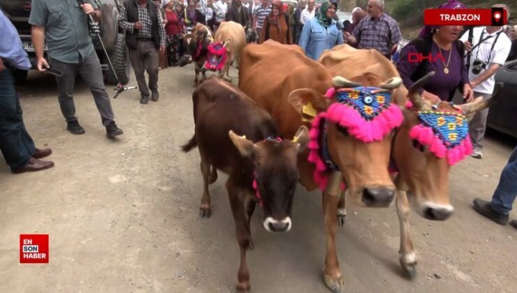 Trabzon’da süslü hayvanlar ve yöresel kıyafetlerle klâsik yayla göçü