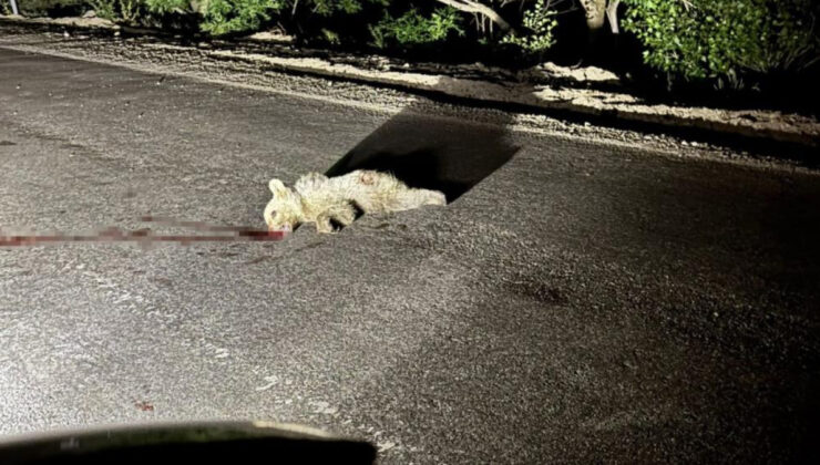 Tunceli’de aracın çarptığı yavru ayı telef oldu