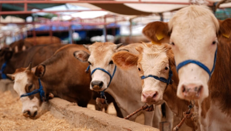 Türkiye’de şap hastalığıyla uğraş için seferberlik başlatıldı: 4,5 milyon doz aşı üretildi
