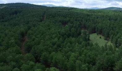 Türkiye’nin orman varlığı yarım asırda 3,2 milyon hektar büyüdü