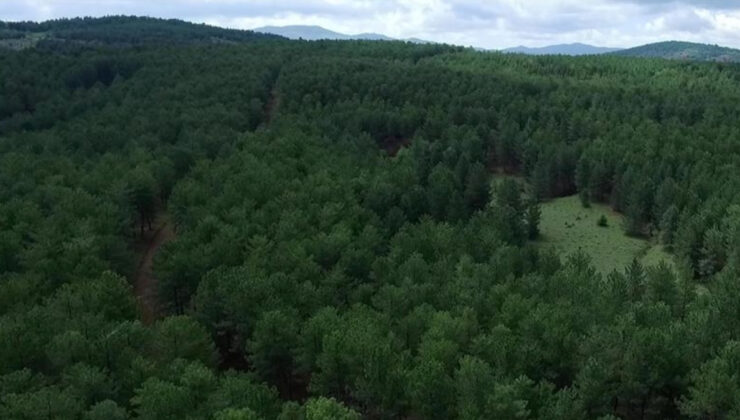 Türkiye’nin orman varlığı yarım asırda 3,2 milyon hektar büyüdü