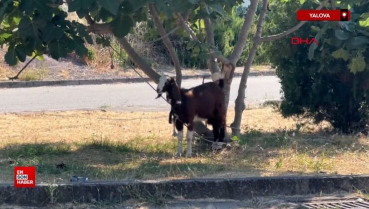 Yalova’da belde merkezinde küçük ve büyükbaş ile kanatlı hayvan beslemek yasaklandı