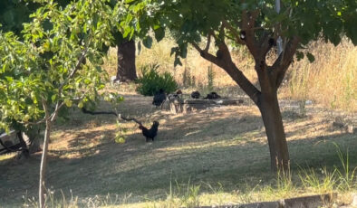 Yalova’da küçük ve büyükbaş ile kanatlı hayvan beslemek yasaklandı