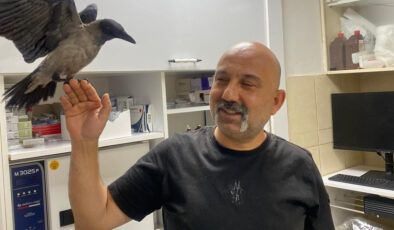 Yaralı buldu düzgünleştirdi: Tedavi ettiği karga yanından ayrılmıyor