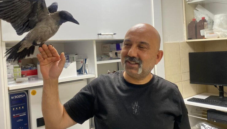 Yaralı buldu düzgünleştirdi: Tedavi ettiği karga yanından ayrılmıyor