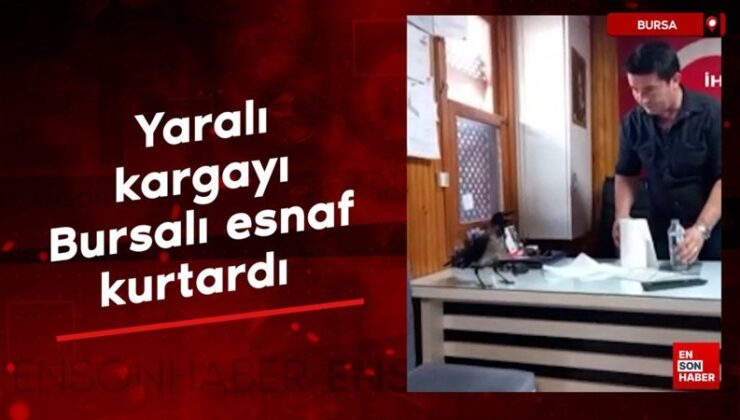Yaralı kargayı Bursalı esnaf kurtardı
