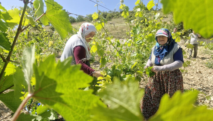 Zirai dona karşın Erbaa narince yaprağından 2 milyar lira gelir bekleniyor