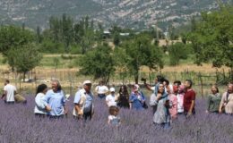 Adana’da lavanta tarlaları dikkati çekiyor
