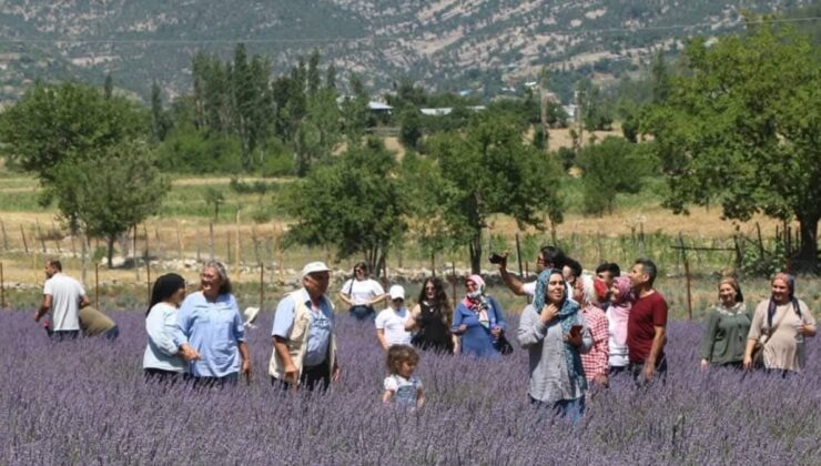 Adana’da lavanta tarlaları dikkati çekiyor