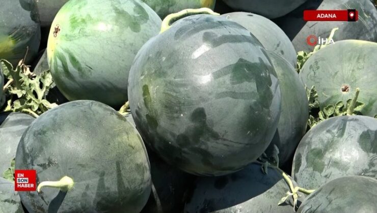 Adana’dan toplumsal medyadaki karpuz tartışmalarına yanıt